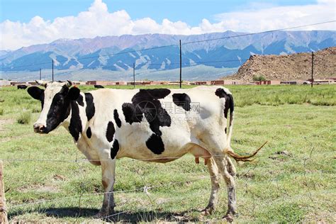 新疆巴里坤草原牧场奶牛高清图片下载-正版图片500995575-摄图网