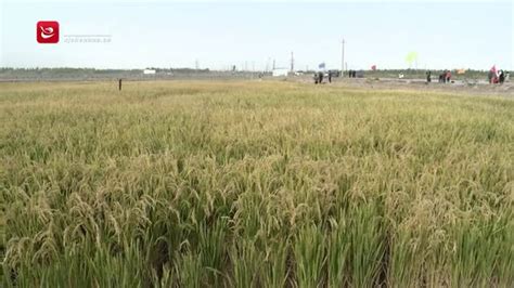 袁隆平海水稻在新疆盐碱地收割 产量高达549公斤(含视频)_手机新浪网