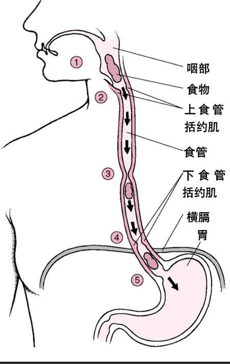 食道图片
