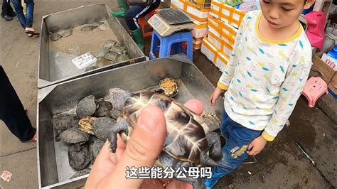 9岁小朋友摆地摊卖龟，现场教学如何辨别乌龟的公母，你学会了吗_腾讯视频