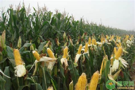 2020年春节前后玉米价格行情预测（附今日玉米价格） - 惠农网
