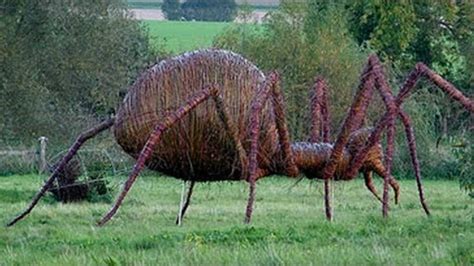 世界上最大的蜘蛛，长10厘米可活25年，千万别遇见它！_腾讯视频