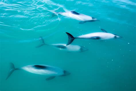 海洋保护动物名录，你认识哪些？