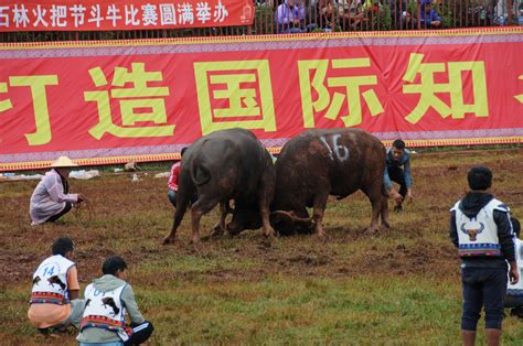 靖州首届牛王争霸赛 上万名观众围观斗牛大战_湖南频道_凤凰网