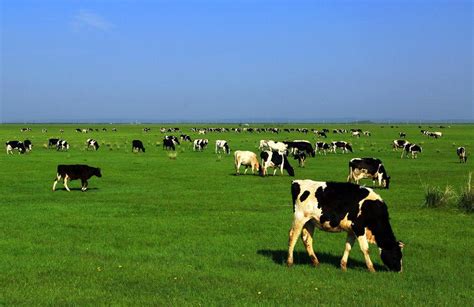 你知道呼伦贝尔大草原上的牛群是怎么放牧的吗？__财经头条