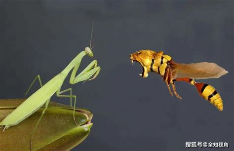 昆虫,螳螂,捕猎行为,怪异,甲虫,小的,动物,爪