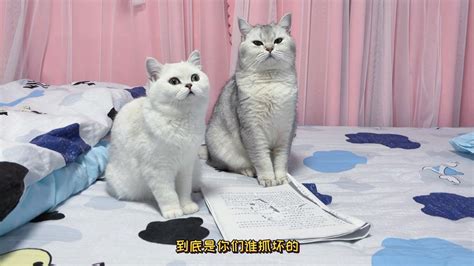 在吗妹妹 - 猫猫表情包系列_猫咪表情 - 发表情 - fabiaoqing.com