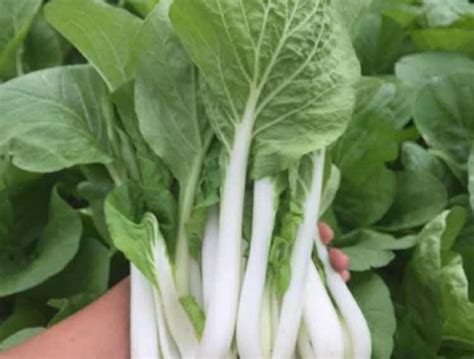 2020东西湖自家种的小白菜、白菜苔，质量很好 - 绿果网