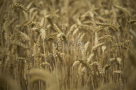 大麦适合北方种植吗-长景园林网