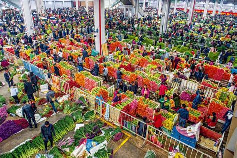 昆明斗南花市，亚洲最大的鲜花交易市场，这里才是鲜花的海洋|鲜花|花市|昆明_新浪新闻