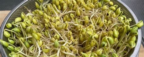 怎么促进绿豆种子发芽-百度经验