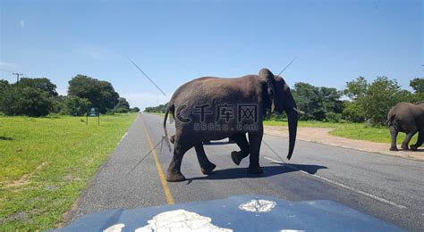 大象过马路高清摄影大图-千库网