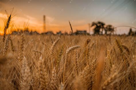 小麦从苗期到成熟全过程_1920X1080_高清视频素材下载(编号:3477841)_实拍视频_VJ师网 www.vjshi.com