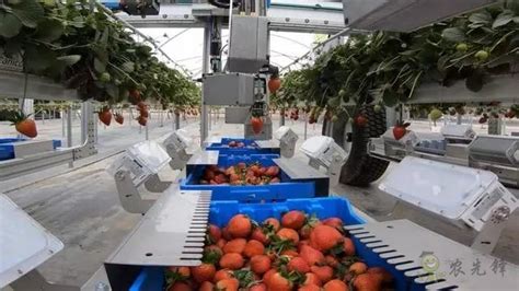 一台机器顶5人：果蔬采摘开启”智能化”模式,苏州博田,果园机械化,农业机器人-农机网