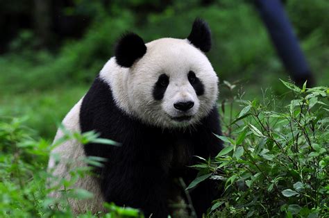 熊猫的资料完整介绍（大熊猫：珍稀又有独特意义的国宝） | 说明书网