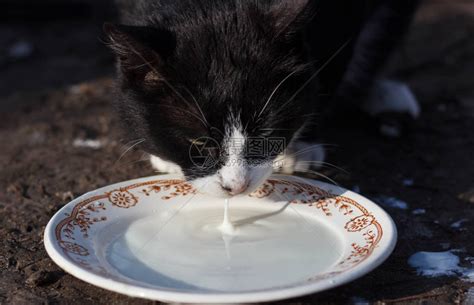 猫从碗里喝牛奶关闭高清图片下载-正版图片504984184-摄图网