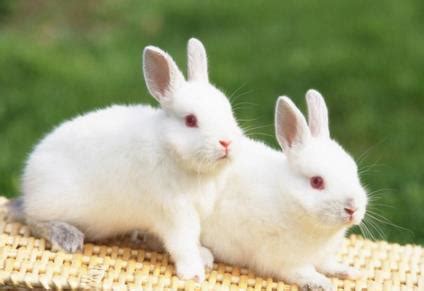 兔子最怕生于几月，兔子生在阴历几月份最好-528时尚