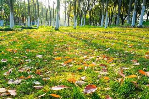 秋天的树林高清图片下载-正版图片500673401-摄图网