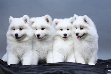可爱的黑白狗狗摄影图片免费下载_红动中国