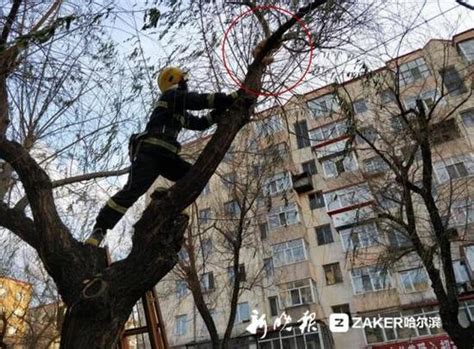 小猫被困树上一整天 哈尔滨消防战士爬树解救_新浪黑龙江_新浪网