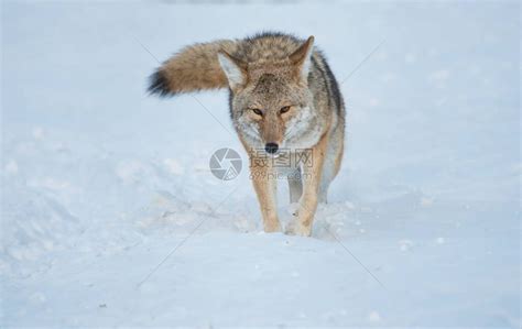 野外的郊狼自然动物群高清图片下载-正版图片503791870-摄图网