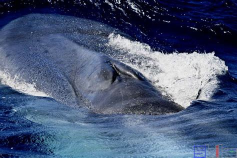 蓝鲸:世界上现存体型最大的动物(相当于非洲象的三十倍)_小狼观天下
