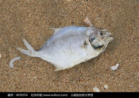地球上最难死的鱼，42℃沙漠下没水也能活4年，只有这一种天敌
