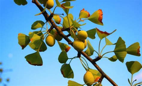 银杏树种植技术-中国木业网