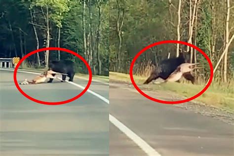 实拍：美国小鹿冲上公路躲黑熊 遭捕杀后被拖走！_凤凰网视频_凤凰网