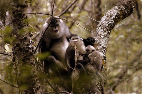 开屏新闻-云南唯一！滇金丝猴全境保护案例入选中国生态修复典型案例