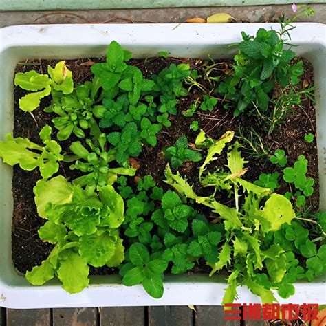 家庭园艺 种植盆 阳台轻松种菜 阳台有机菜园 健康快乐生活-阿里巴巴