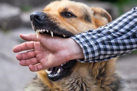 怕狗的人更易被狗咬！因他的恐惧会被感知，这些行为也易“作死”-笑奇网