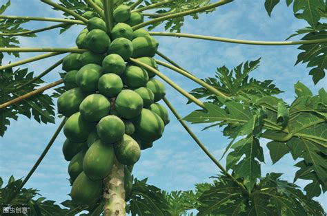 木瓜的妙用有哪些？木瓜的功效与作用-园林杂谈-长景园林网