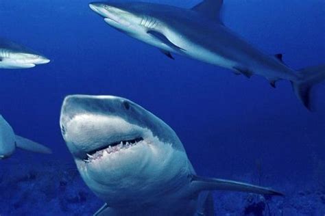 鲨鱼是哺乳动物吗，分别介绍哺乳动物和卵生动物的特征 - 农敢网