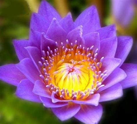 世界上最罕见的神奇花朵，长得像婴儿的安古兰又名郁金香兰见过吗|郁金香|花朵|婴儿_新浪新闻