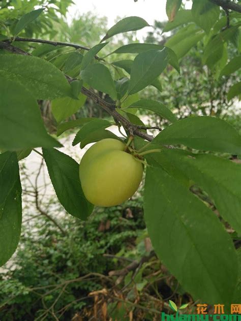 广西桃子有多少品种_新品种桃介绍