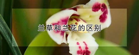 兰草和兰花是一种花吗 有什么不同-养花技巧-江苏长景园林