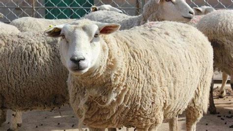 世界上最贵的羊332万元成交是怎么回事 世界上最贵的羊是什么品种的 _八宝网