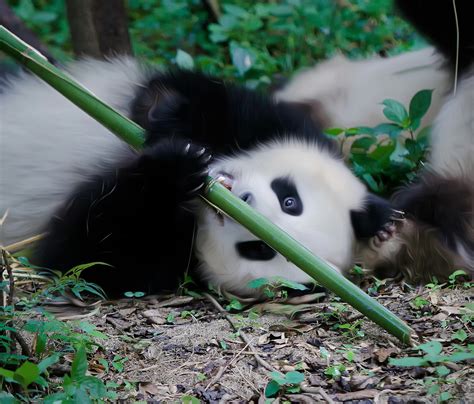 日本大熊猫宝宝“枫滨”亮相 晒日光浴太萌了