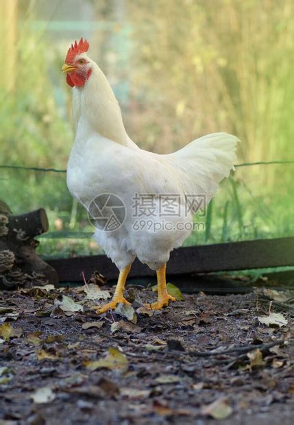 美丽的公鸡叫声阳光明媚的天高清图片下载-正版图片504310274-摄图网