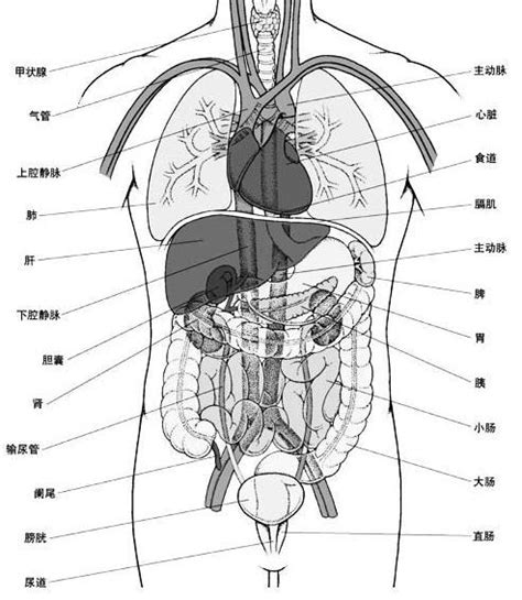 人体器官内脏结构分布图及解说 - 知乎