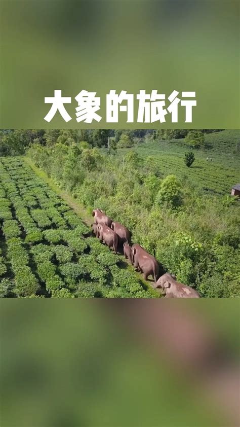 大象的旅行_高清1080P在线观看平台_腾讯视频