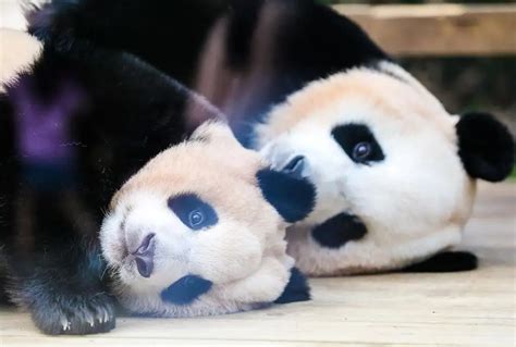 大熊猫美香什么时候回国 大熊猫美香现在怎么样了 - kin热点