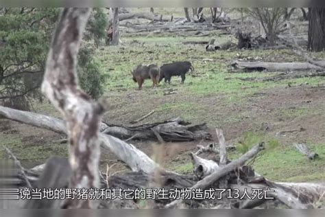 肇庆山区野猪数量增多，破坏农作物事件正快速增加 “猪攻人守”何时可休战？__财经头条