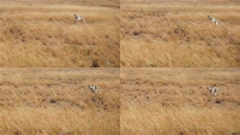 慢动作野生非洲猎豹在草场捕食后全速奔跑。猎豹猎杀黑斑羚。狩猎模式。_视频素材下载_编号:21311132_光厂(VJ师网) www.vjshi.com