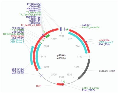 pET28a- TEV载体图谱质粒图谱、序列、价格、抗性、测序引物、大小等基本信息_生物风载体