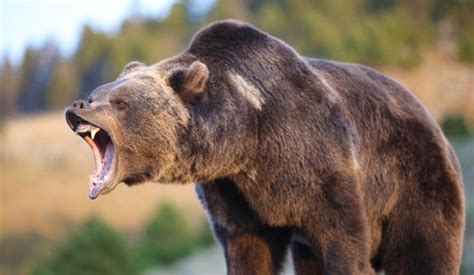 都是“熊”字辈，当棕熊、狗熊和北极熊发生肉搏战，谁能赢？