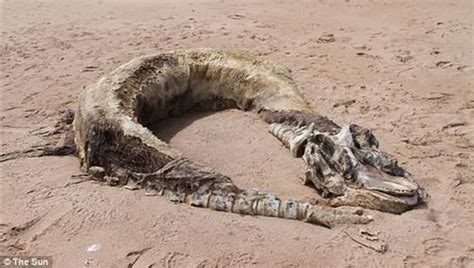 英国海滩发现10米长神秘腐烂尸体 似史前生物_科技_腾讯网