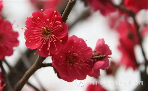 最美的红梅花语,最美红梅花图片,红梅花语_大山谷图库