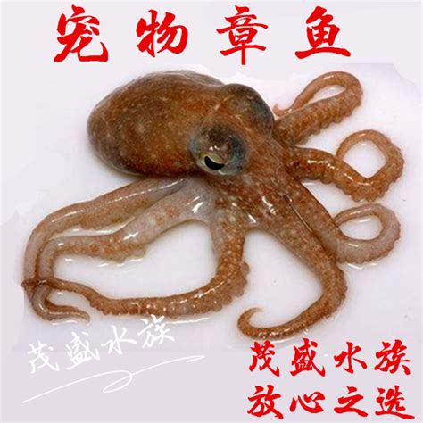 观赏淡水章鱼,宠物章鱼品种,淡水乌贼(第3页)_大山谷图库